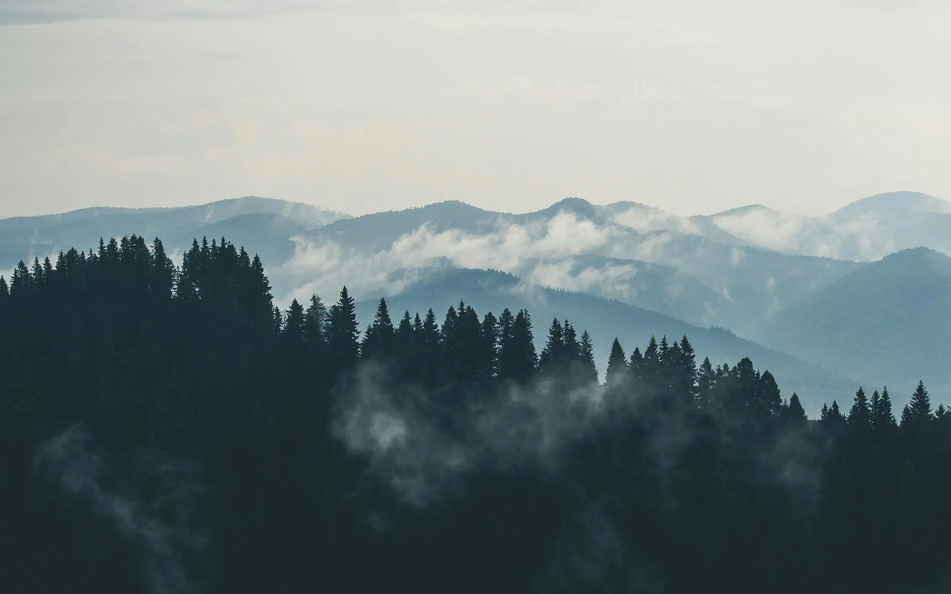 forest
