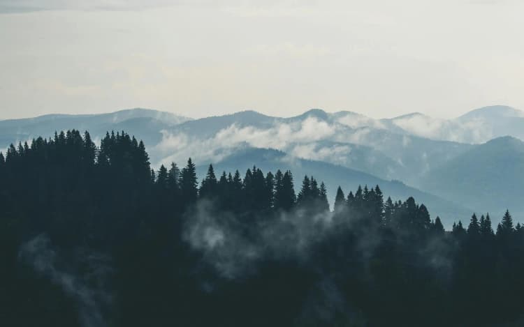 forest