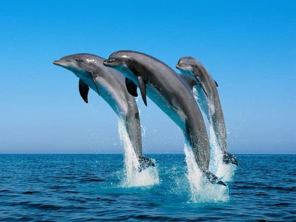 Kisite Mpunguti Marine Park & Reserve