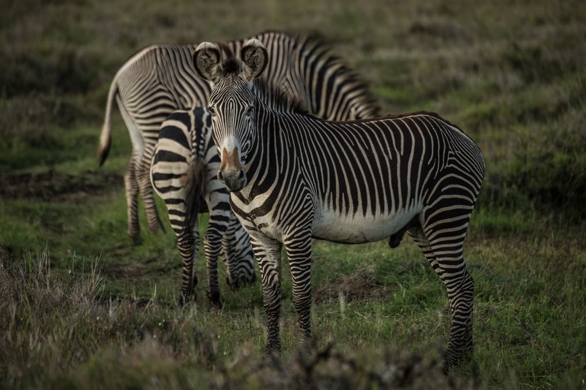 Lewa Conservancy0