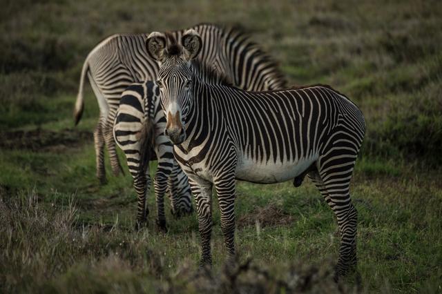 Lewa Conservancy