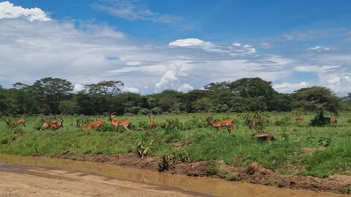 Lake Nakuru National Park6