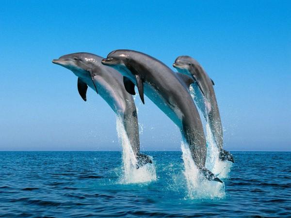 Marine Park